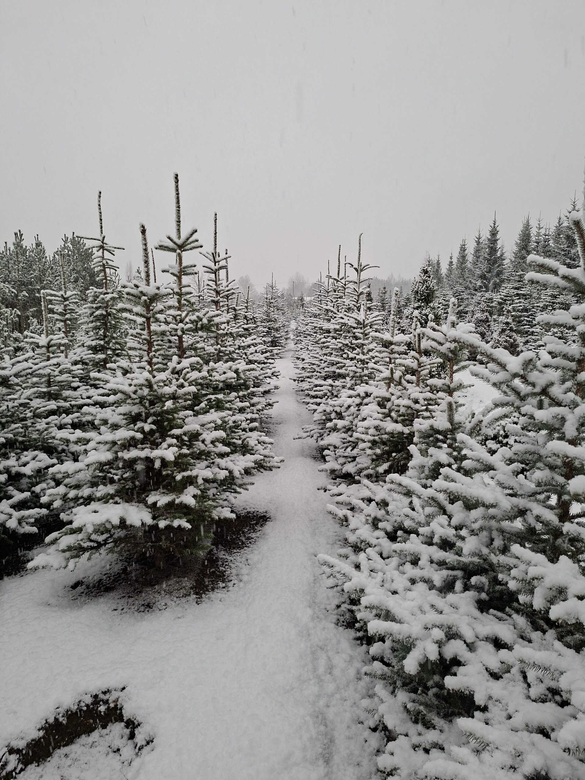 20251121 091010 Scaled